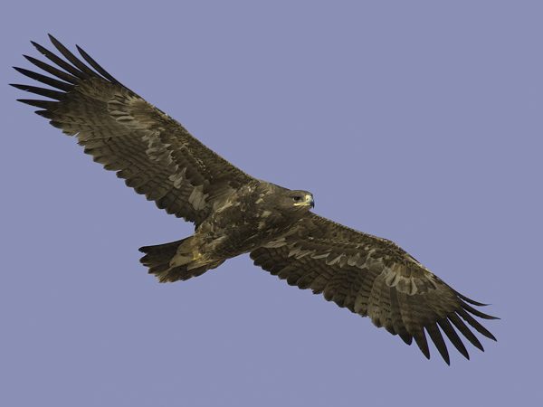 Arokotka, Steppe Eagle, Aquila nipalensis